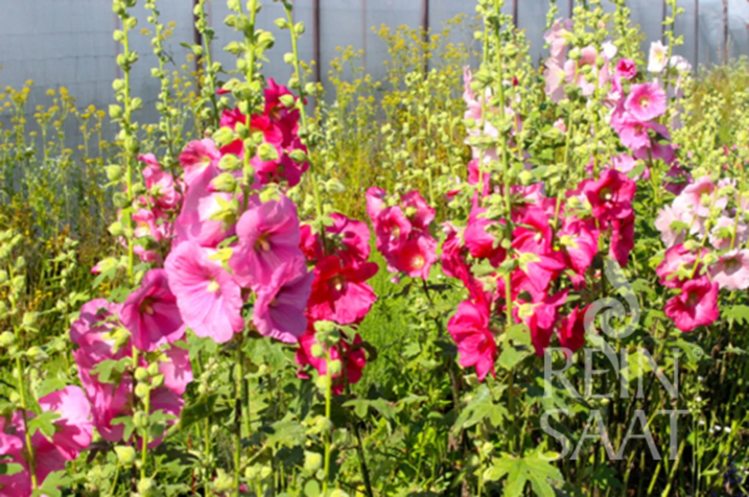 Malvarosa ''Alcea Rosea'' 1 Malvarosa ''Alcea Rosea''