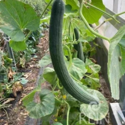 Melone Serpentino - Armenian Green