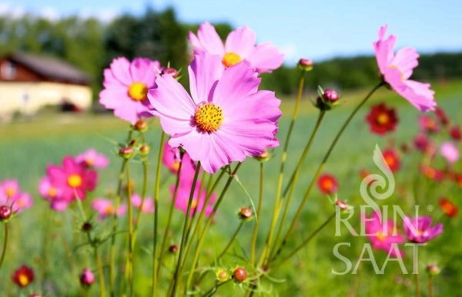 Mix Di Cosmea 2 Mix Di Cosmea - immagine 2