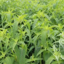 Monarda Fistulosa 5 Monarda Fistulosa -Offerta Economica Verdi Giard reinsaat monarda fistulosa 1 paket 1665775 it