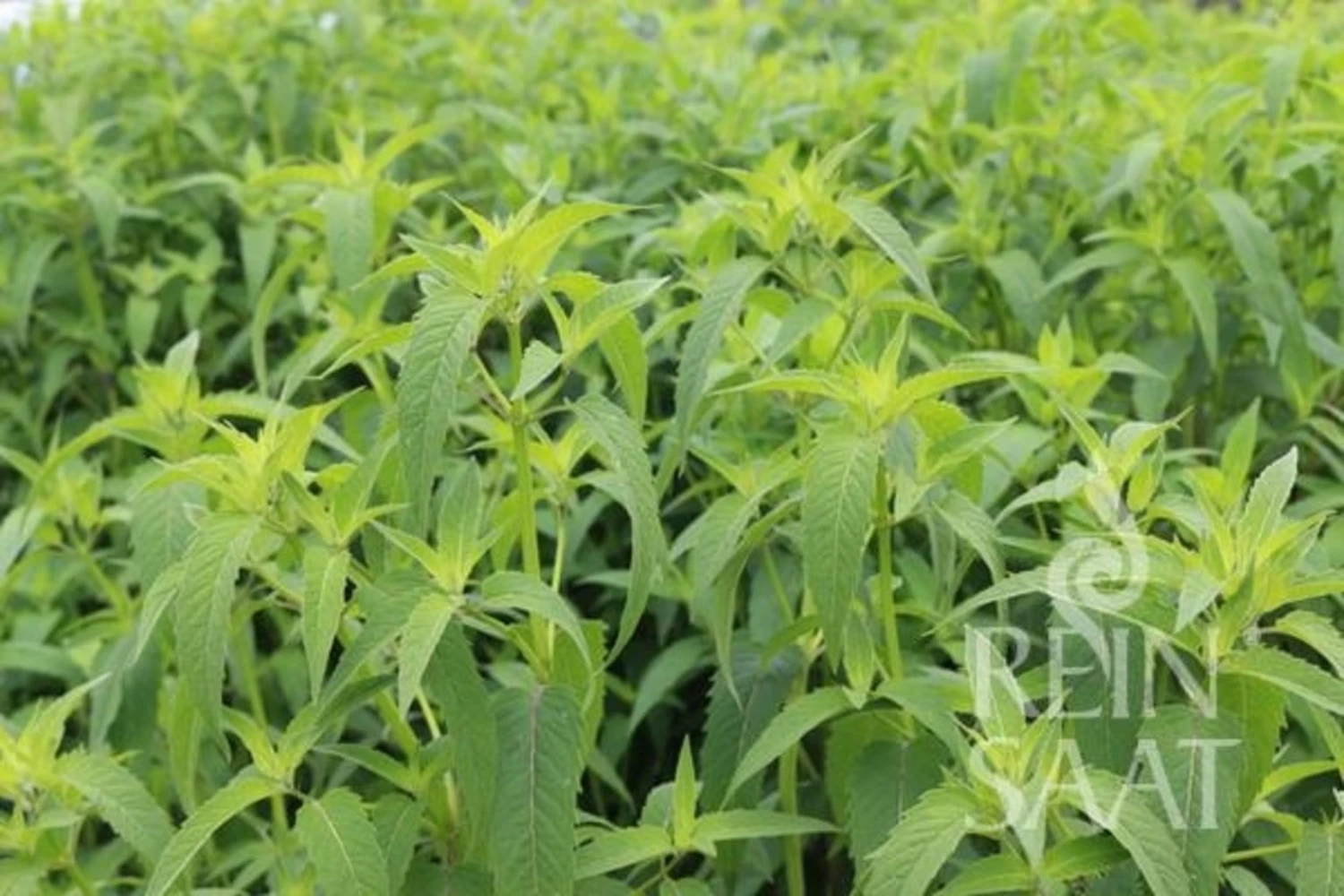 Monarda Fistulosa 3 Monarda Fistulosa - immagine 3