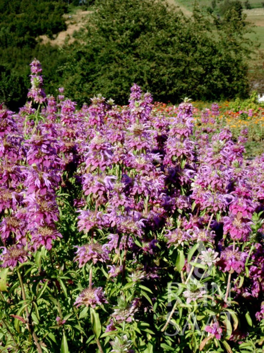 Monarda Fistulosa 1 Monarda Fistulosa