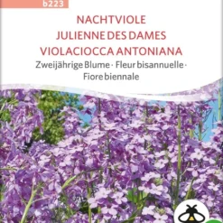 Nuovi Prodotti -Offerta Economica Verdi Giard sativa fiore biennale violaciocca antoniana bio 1 paket 1675106 it