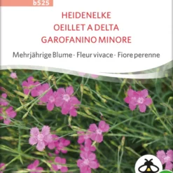 Fiore Perenne - Garofanino Minore Bio