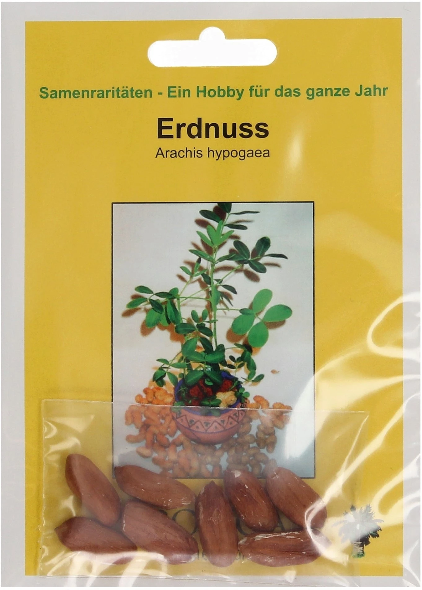 Arachide, 8 Semi 1 Arachide, 8 Semi