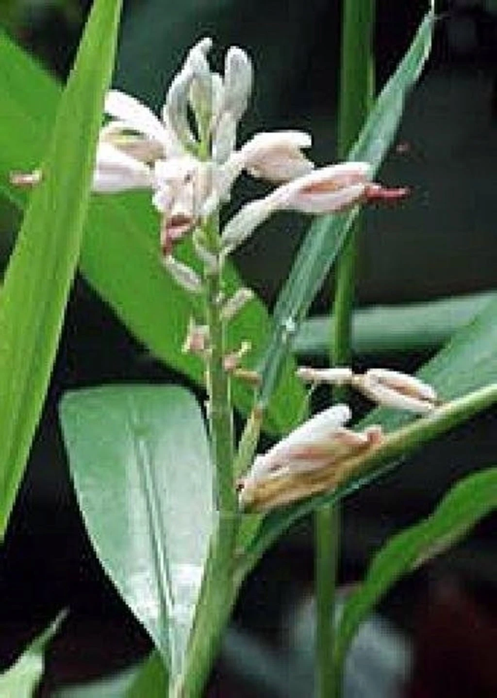 Cardamomo, 20 Semi 2 Cardamomo, 20 Semi - immagine 2