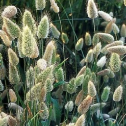 Offerta Economica Verdi Giard 32 Coda Di Lepre, 100 Semi