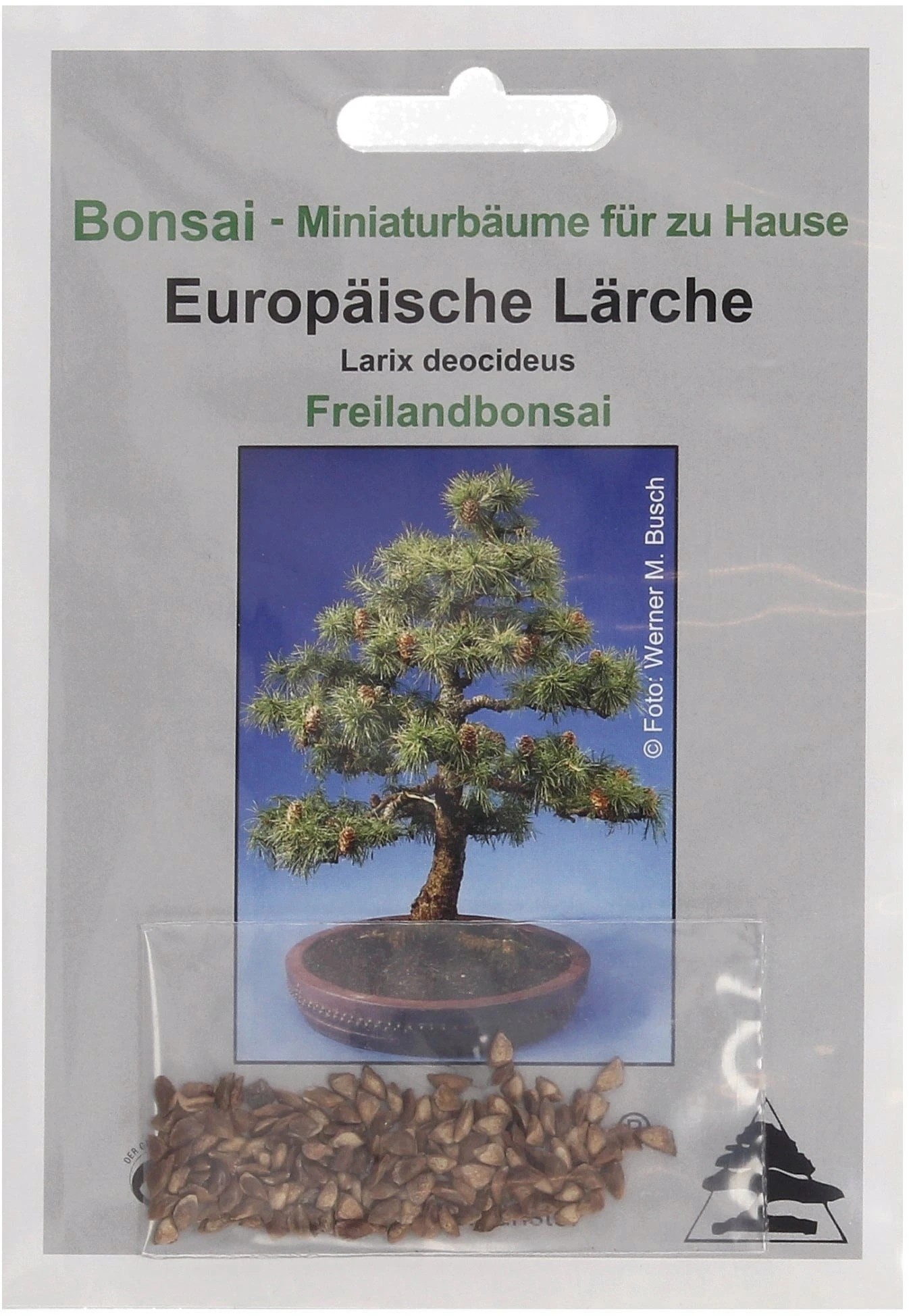 Larice Comune, 2 G 2 Larice Comune, 2 G - immagine 2