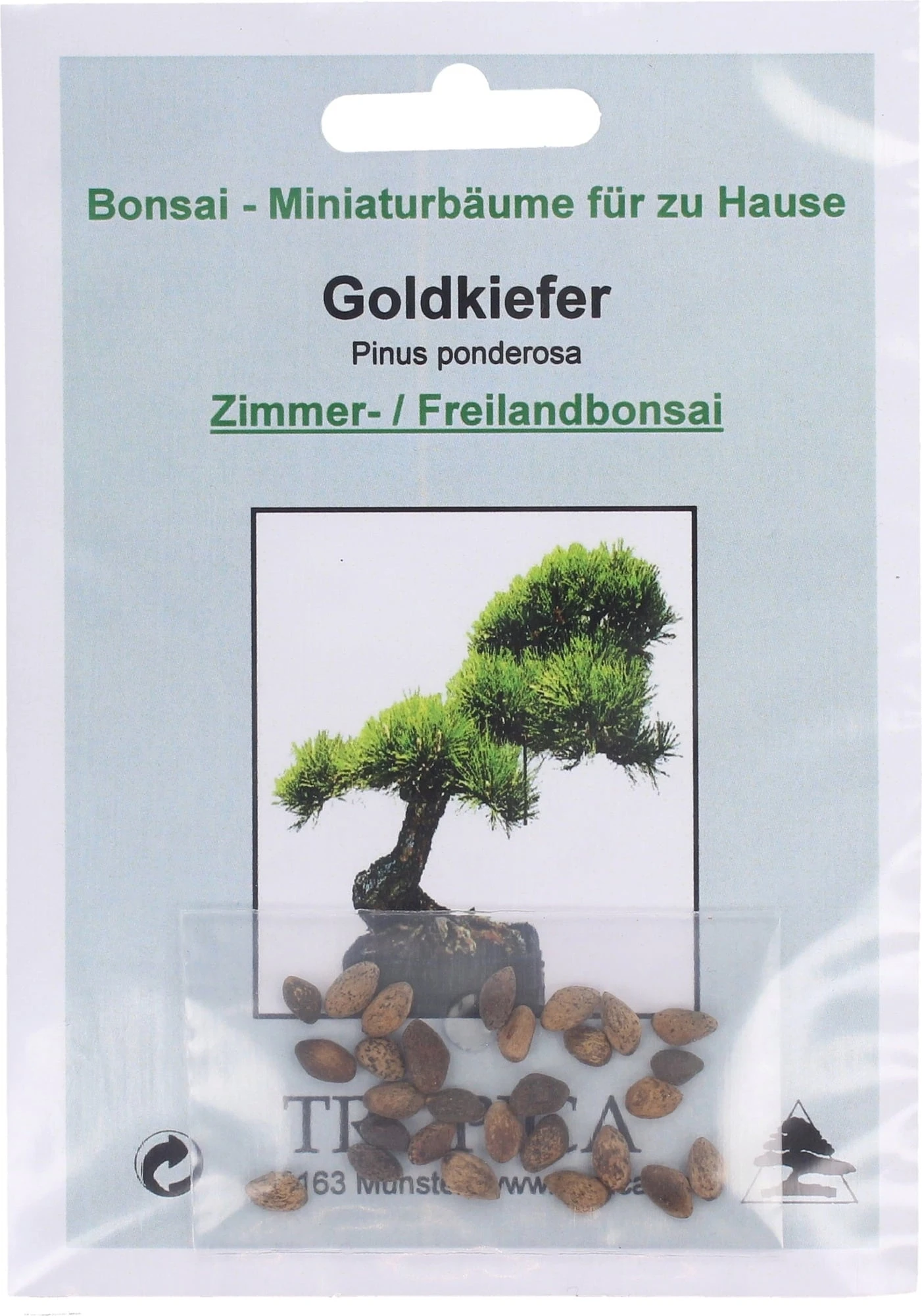 Pino Giallo 1 Pino Giallo