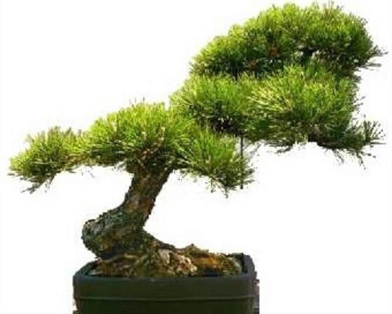 Pino Giallo 2 Pino Giallo - immagine 2