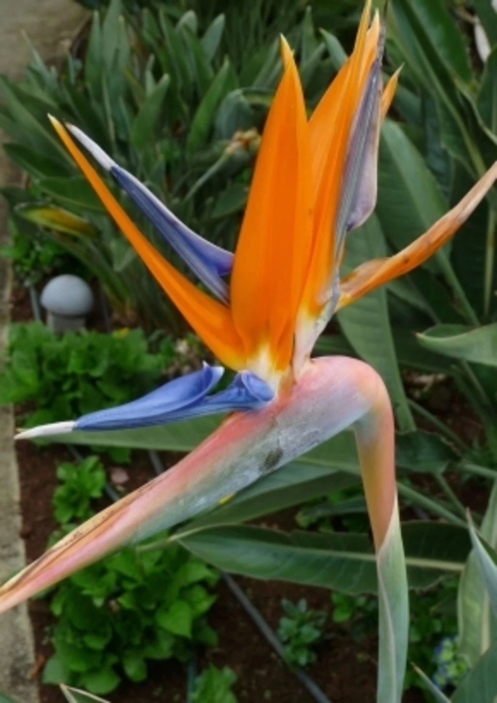 Uccello Del Paradiso 1 Uccello Del Paradiso