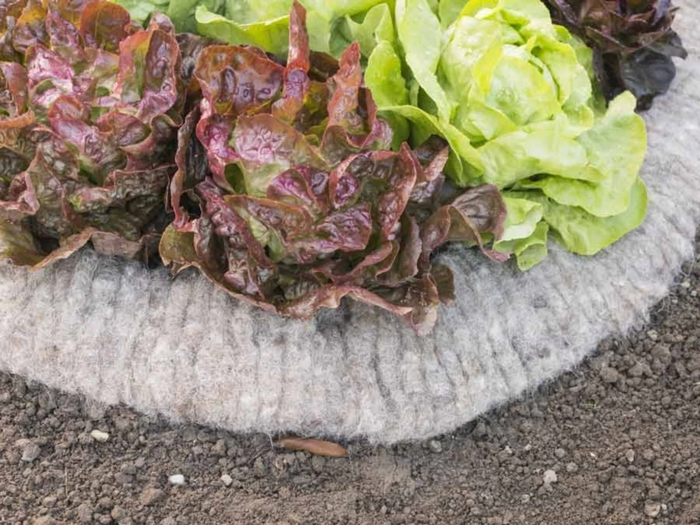 Windhager Anti Lumache In Lana Di Pecora 2 Windhager Anti Lumache In Lana Di Pecora - immagine 2