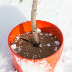 Windhager Disco Per Pacciamatura - Cocodisc, 25 Cm 10 Windhager Disco Per Pacciamatura - Cocodisc, 25 Cm -Offerta Economica Verdi Giard windhager disco per pacciamatura cocodisc 1666382 it