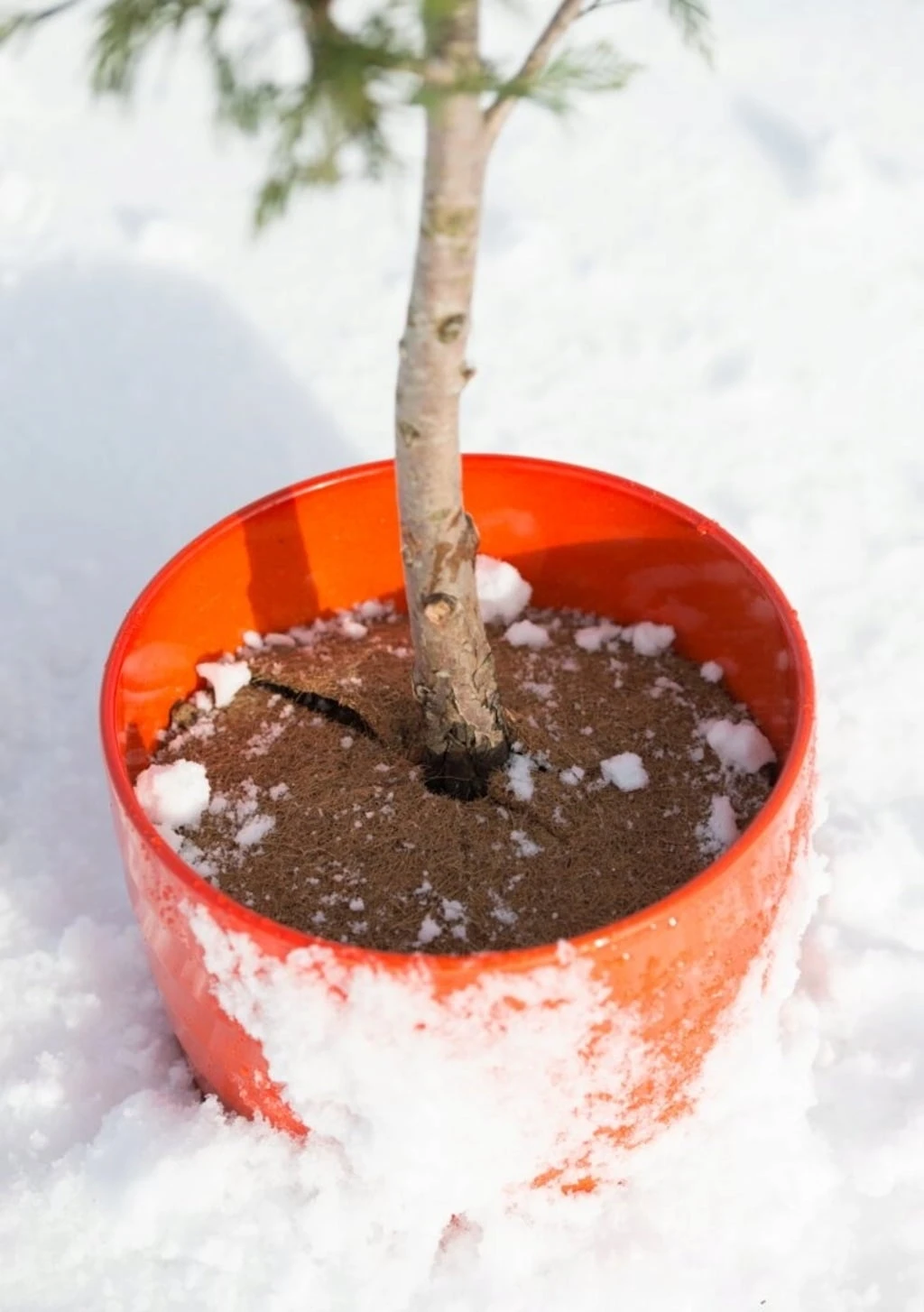 Windhager Disco Per Pacciamatura - Cocodisc, 25 Cm 5 Windhager Disco Per Pacciamatura - Cocodisc, 25 Cm - immagine 5