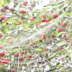 Windhager Rete Anti Moscerini Dei Piccoli Frutti 6 Windhager Rete Anti Moscerini Dei Piccoli Frutti -Offerta Economica Verdi Giard windhager rete anti moscerini dei piccoli frutti 1 st 1656114 it