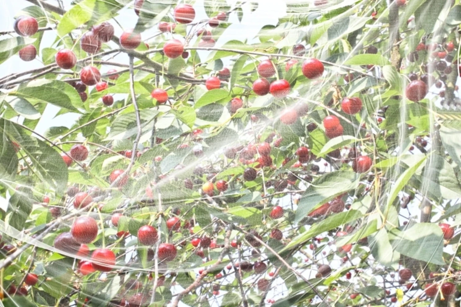 Windhager Rete Anti Moscerini Dei Piccoli Frutti 3 Windhager Rete Anti Moscerini Dei Piccoli Frutti - immagine 3