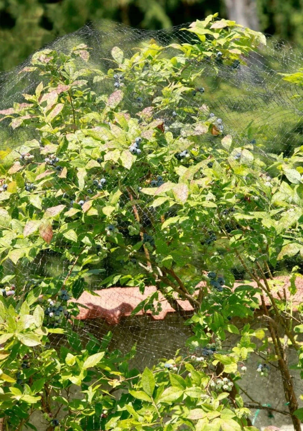 Windhager Rete Anti-Uccelli - ORTONET, 5 X 4 M 1 Windhager Rete Anti-Uccelli - ORTONET, 5 X 4 M