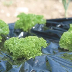 Windhager Telo Per Pacciamatura