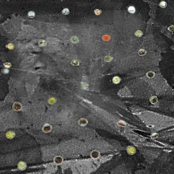 Windhager Telo Per Pacciamatura -Offerta Economica Verdi Giard windhager telo per pacciamatura 1 st 1670529 it