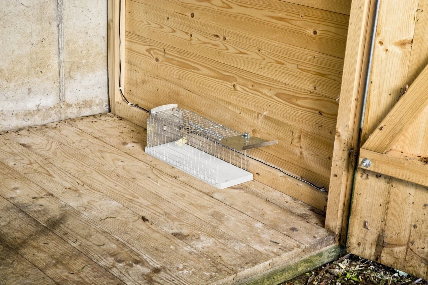 Windhager Trappola A Gabbia Per Ratti 5 Windhager Trappola A Gabbia Per Ratti - immagine 5