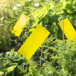 Windhager Trappola Adesiva Per Insetti 16 Windhager Trappola Adesiva Per Insetti -Offerta Economica Verdi Giard windhager trappola adesiva per insetti 1 set 1670485 it