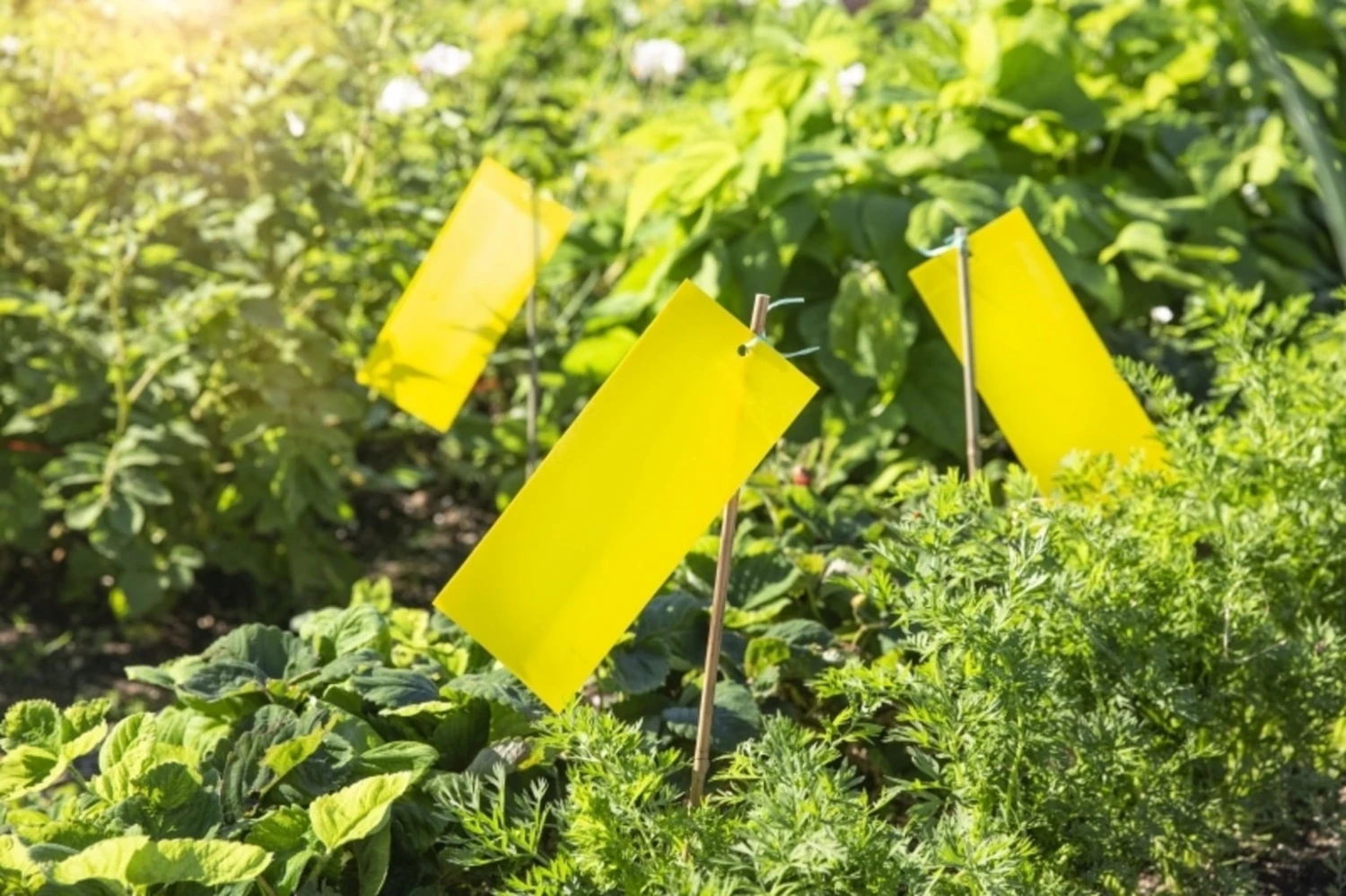 Windhager Trappola Adesiva Per Insetti 8 Windhager Trappola Adesiva Per Insetti - immagine 8