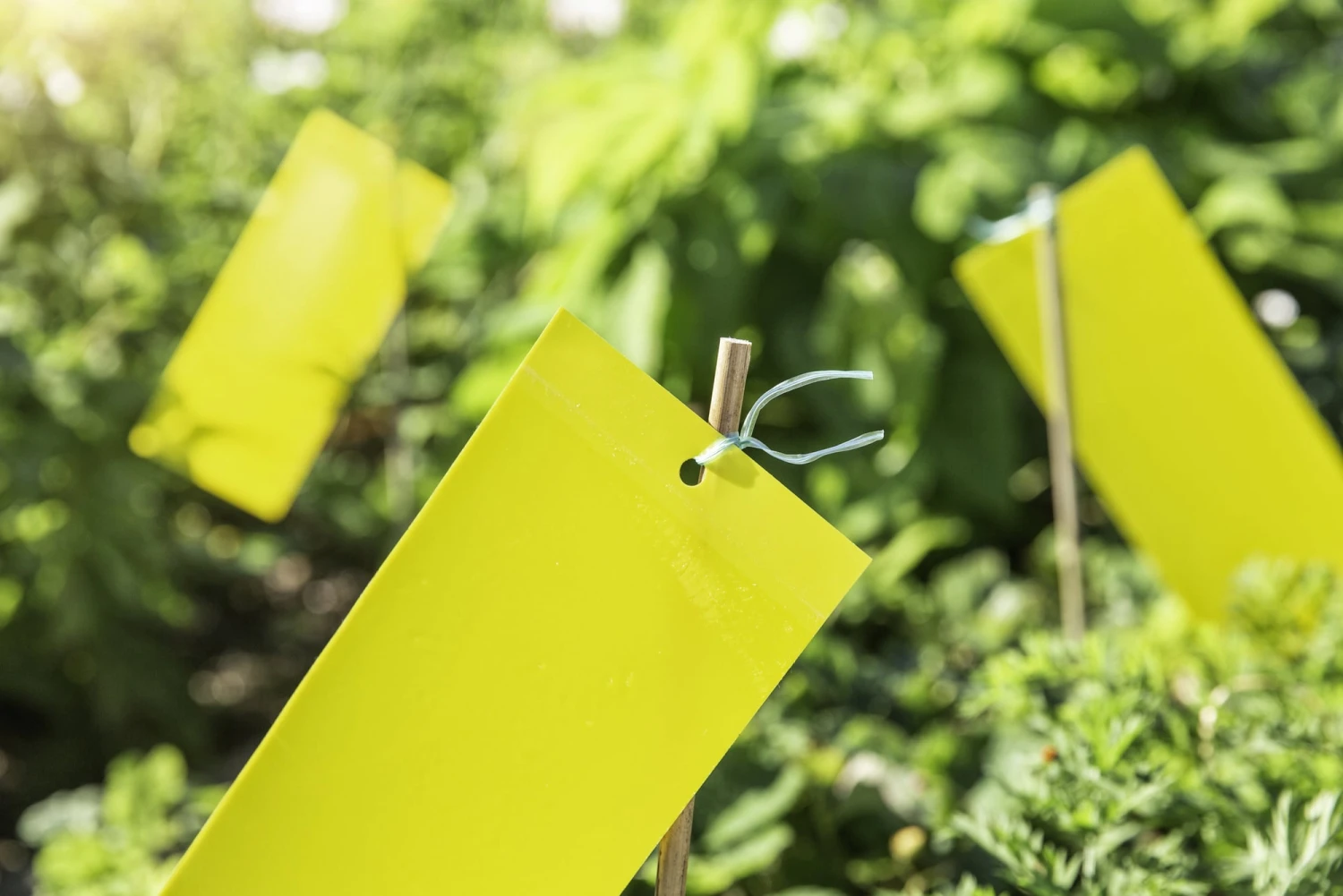 Windhager Trappola Adesiva Per Insetti 6 Windhager Trappola Adesiva Per Insetti - immagine 6