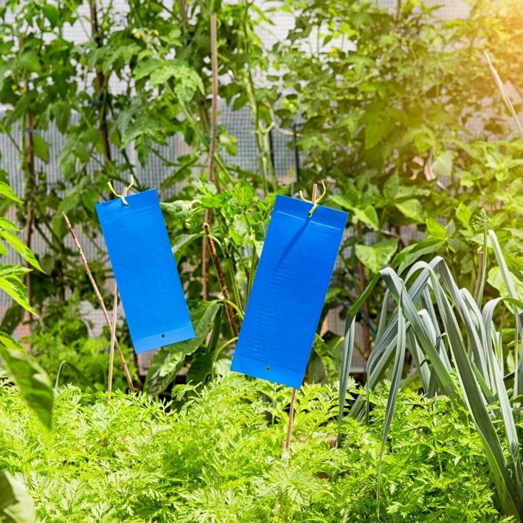 Windhager Trappole Blu Da Appendere, 10 Pz. 6 Windhager Trappole Blu Da Appendere, 10 Pz. - immagine 6