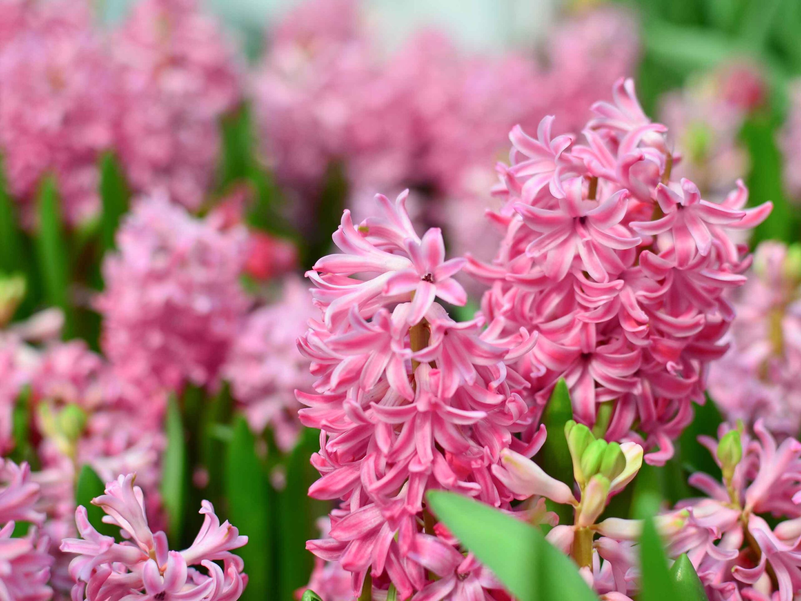 Offerta Economica Verdi Giard -Offerta Economica Verdi Giard Hyazinthe rosa scaled