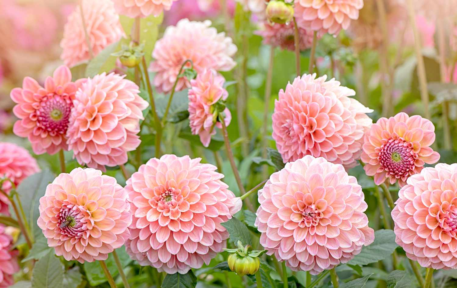 Offerta Economica Verdi Giard -Offerta Economica Verdi Giard ms dahlias getty 249254aa3d8e4cb78b39a05b996a0d35